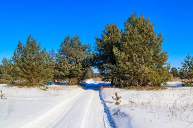Kışın çam ormanlarında karlı kırsal yol