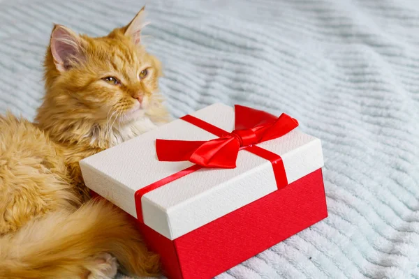 Gember Kat Met Geschenkdoos Een Bed — Stockfoto