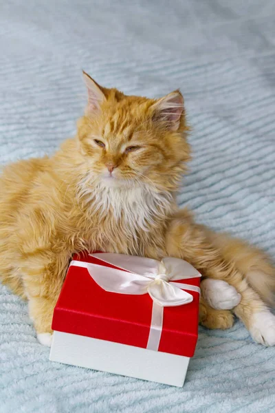 Ginger Kot Pudełka Prezent Łóżku — Zdjęcie stockowe