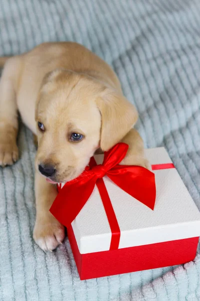 Kleine Schattige Labrador Retriever Puppy Hond Met Geschenkdoos Een Bed — Stockfoto