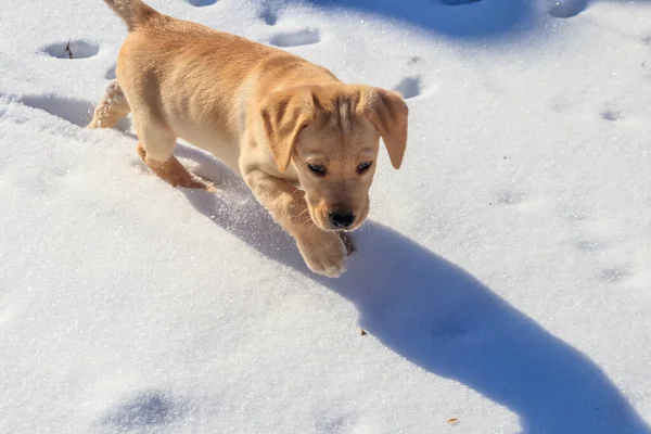 小さなかわいいラブラドール取得子犬犬で白い雪 — ストック写真