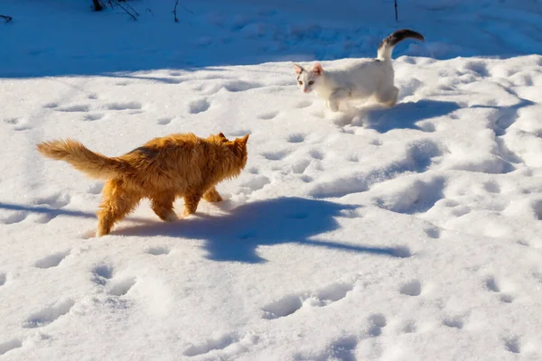 Dwa Słodkie Młode Koty Grające Biały Śnieg — Zdjęcie stockowe