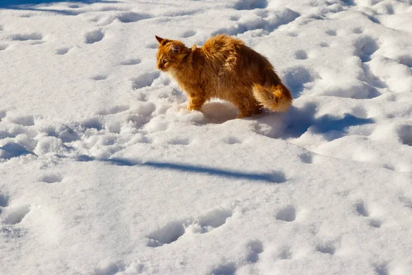 Cute Ginger Cat White Snow — Stock Photo, Image