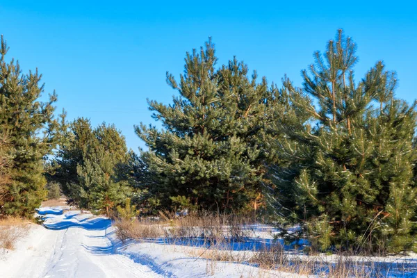Снежная Сельская Дорога Сосновом Лесу Зимой — стоковое фото