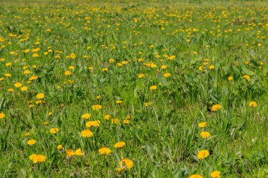 Baharda yeşil çayır sarı karahindiba ile kaplanır.