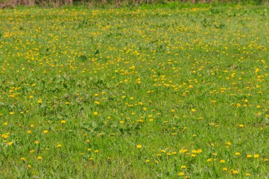 Baharda yeşil çayır sarı karahindiba ile kaplanır.