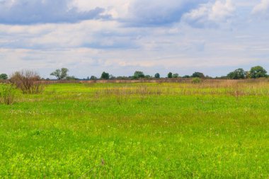 Yeşil çayır, gökyüzü ve ağaçlarla kaplı bahar manzarası