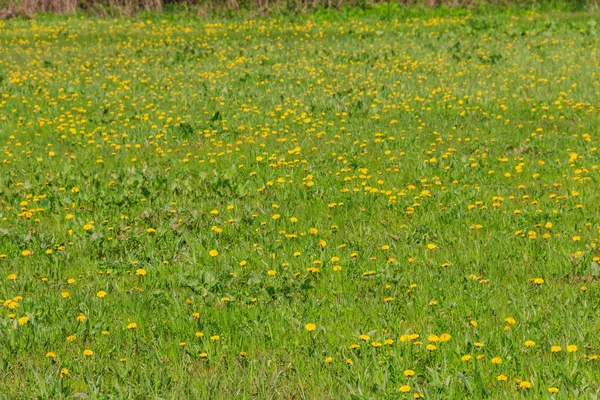 Baharda yeşil çayır sarı karahindiba ile kaplanır.