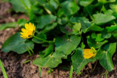 Çayırda sarı düğün çiçekleri
