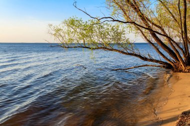 Gölün kıyısındaki söğüt ağaçları