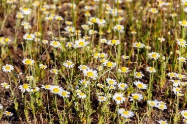 Baharda çayırdaki beyaz papatya çiçekleri