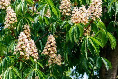 Kestane ağacının çiçek açan dalları (Aesculus hippocastanum)
