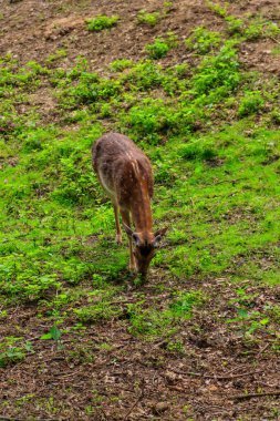 Genç geyik yeşil bir çayırda otluyor.