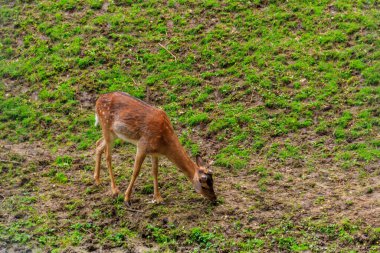 Genç geyik yeşil bir çayırda otluyor.