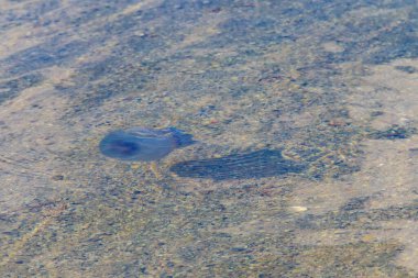Rhizostoma pulmo, varil denizanası, çöp kapağı denizanası ya da fırfırlı ağızlı denizanası olarak bilinir.