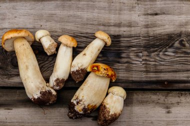 Köy ahşap masada taze toplanmış porcini mantarları. Üst görünüm