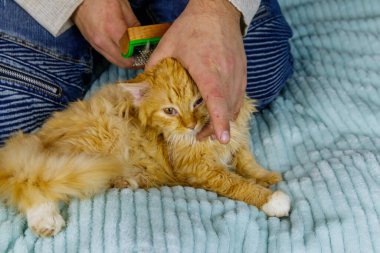 Tüylü kızıl kedi kürkünü fırçalayan evcil yağmurluğu olan adam.