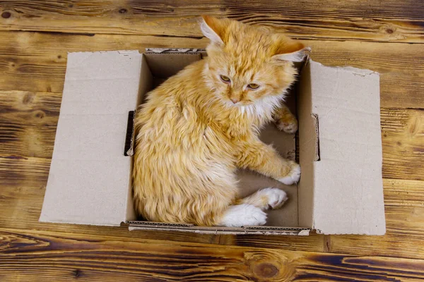 Ginger cat in cardboard box on wooden background