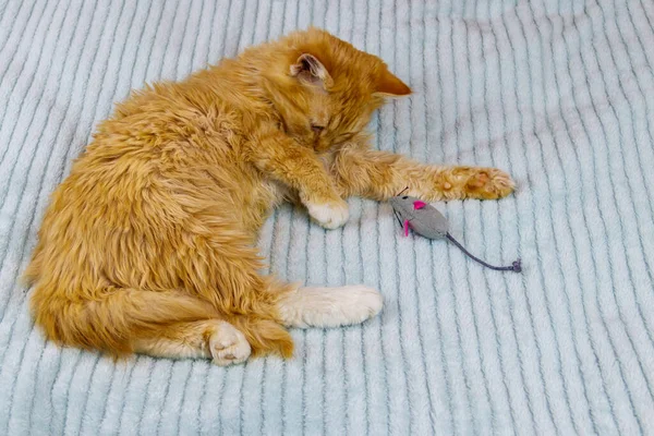 Ginger kitten playing with a mouse toy on a bed