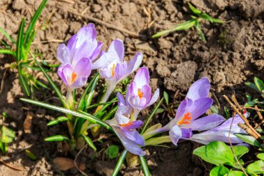 Baharda bahçede mor kır çiçekleri