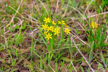 Yeşil bir çayırda, Beytüllahim 'in sarı yıldızı (Gagea lutea)