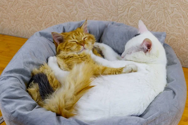 Two cats lying in their soft cozy cat bed