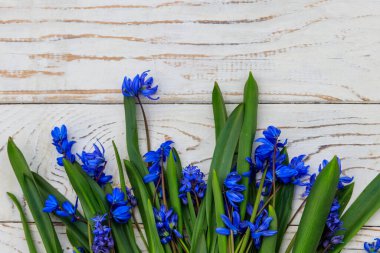 Beyaz ahşap arka planda mavi scilla çiçekleri. İlk bahar çiçekleri. Sevgililer Günü, Kadınlar Günü ve Anneler Günü için tebrik kartı. Üst görünüm, alanı kopyala