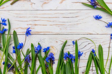Beyaz ahşap arka planda mavi scilla çiçekleri. İlk bahar çiçekleri. Sevgililer Günü, Kadınlar Günü ve Anneler Günü için tebrik kartı. Üst görünüm, alanı kopyala
