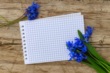 Rustik ahşap zemin üzerine mavi scilla çiçekli boş not defteri. İlk bahar çiçekleri. Sevgililer günü, kadının gün ve anneler günü tebrik kartı. Üstten görünüm, kopya alanı