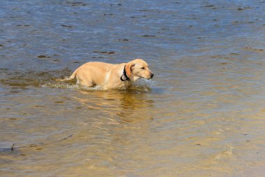 Suyun içinde oynayan sevimli labrador av köpeği.
