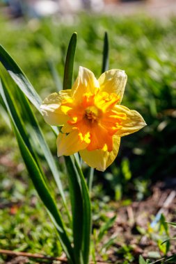 Bahçedeki sarı nergis çiçeği. Çiçek tarhında güzel narsisler