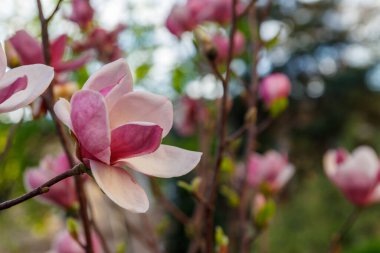Parkta çiçek açan güzel pembe manolya ağacı