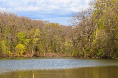 Yeşil bir ormanda güzel bir göl manzarası