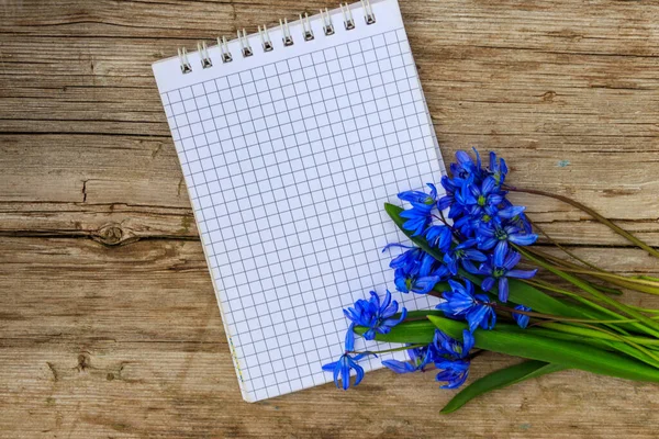 Blank notepad with blue scilla flowers on rustic wooden background. First spring flowers. Greeting card for Valentine\'s Day, Woman\'s Day and Mother\'s Day. Top view, copy space