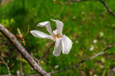 Kobushi manolyasının beyaz çiçekleri (Magnolia kobusu) bir bahçede