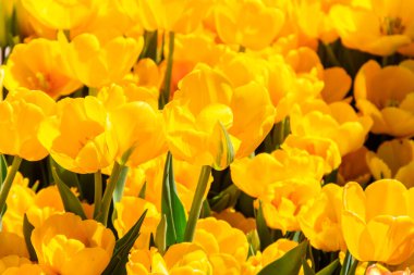 Baharda parkta sarı lalelerden oluşan büyük bir çiçek tarlası.