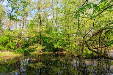 Yazın ormanda küçük bir nehir.