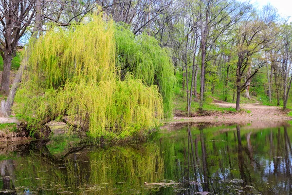 Weeping willow tree or Babylon willow (Salix Babylonica) on a shore of lake
