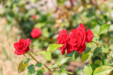 Bahçedeki çiçek tarhında güzel kırmızı güller