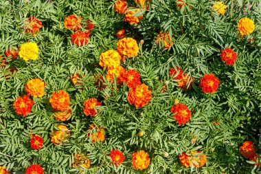 Flowerbed üzerinde Meksika marigolds (Tagetes erecta, Aztek kadife çiçeği)