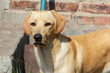 Genç ve şirin Labrador Retriever 'ın portresi.