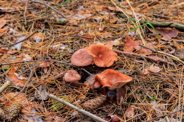 Saffron Milkcap veya çam mantarı (Lactarius deliciosus) sonbaharda çam ormanında