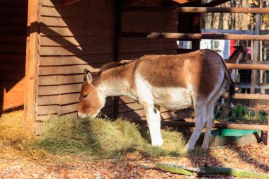 Kiang (Equus kiang), also known Tibetan wild ass, khyang and gorkhar