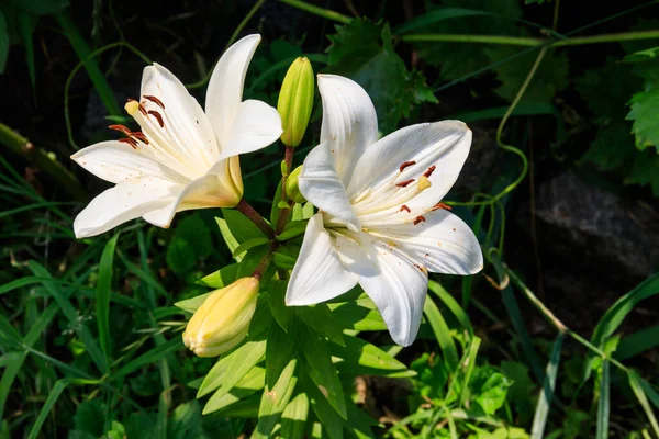 Bahçedeki Çiçek Tarhında Doğulu Zambak — Stok fotoğraf