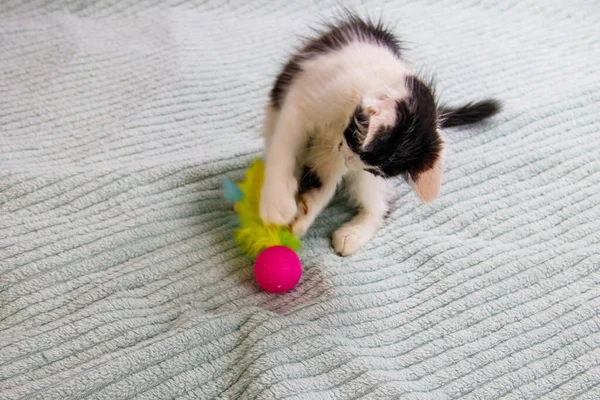Gyönyörű Cica Játszik Egy Játékkal Ágyon — Stock Fotó