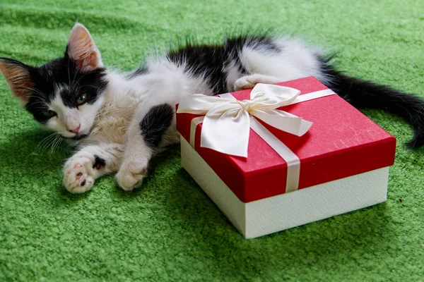 Gato Bonito Com Caixa Presente Uma Cama — Fotografia de Stock
