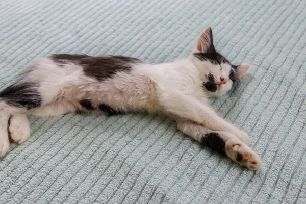 家のベッドの上の美しい猫 — ストック写真