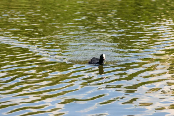Morue Eurasienne Fulica Atra Dans Lac — Photo