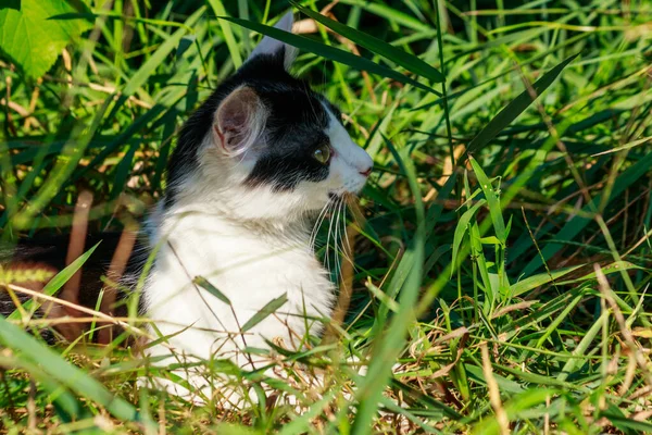 Çayırdaki Yeşil Çimenlikteki Sevimli Kedi Yavrusu — Stok fotoğraf