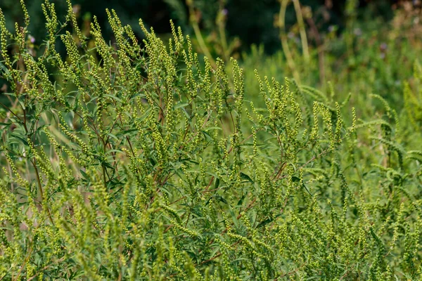 Rośliny Chwastów Ambrosia Artemisiifolia Powodujące Uczulenie — Zdjęcie stockowe